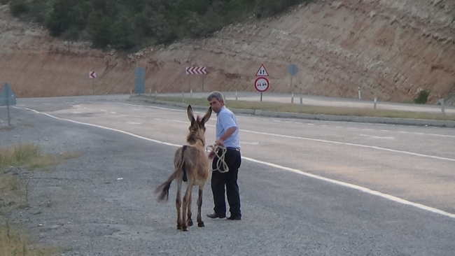 İnatçı eşek kaçtı, zabıta ekipleri kovaladı